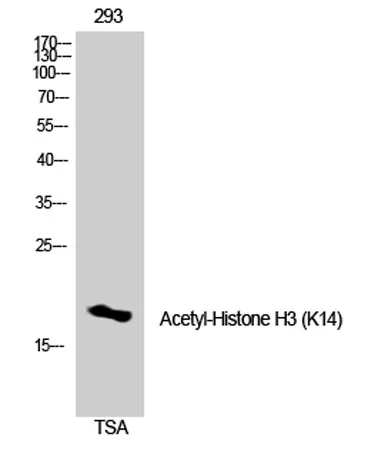 Histone H3 (Acetyl Lys14) rabbit pAb - image 1
