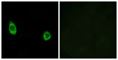CHST9 rabbit pAb - image 1