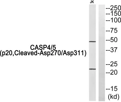 Cleaved-Caspase-4/5 p20 (D270/D311) rabbit pAb - image 1