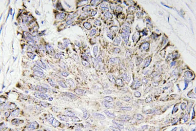 Caspase-4 rabbit pAb - image 1