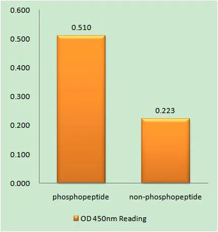 AIP4 (phospho Tyr420) rabbit pAb