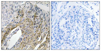 LONP2 rabbit pAb - image 1