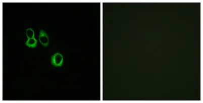 Olfactory receptor 3A2/3A3 rabbit pAb