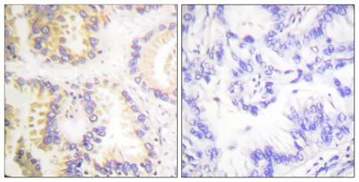 Caspase-8 (phospho Ser347) rabbit pAb