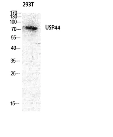 USP44 rabbit pAb
