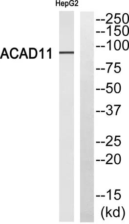 ACAD-11 rabbit pAb - image 1