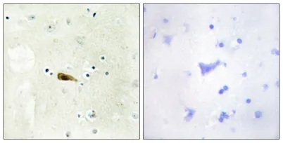 MOF rabbit pAb