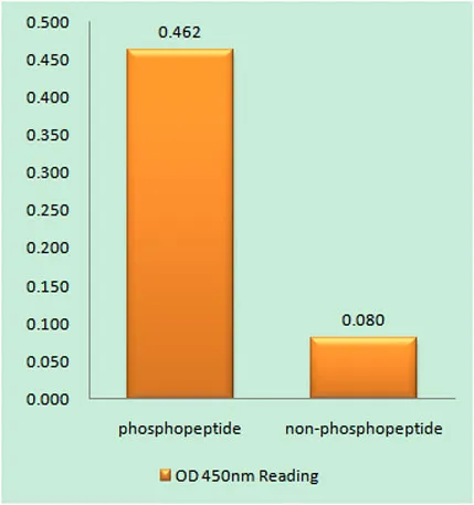 Caspase-9 (phospho Tyr153) rabbit pAb - image 1