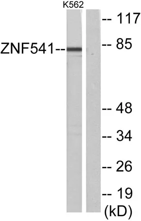 ZNF541 rabbit pAb