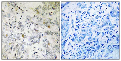 CIP29 rabbit pAb - image 1