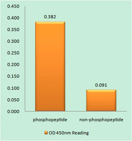 PRAS40 (phospho Thr246) rabbit pAb - image 1