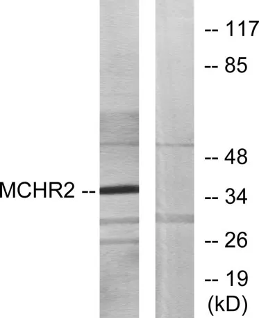 MCH-2R rabbit pAb - image 1