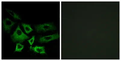 NT5C1A rabbit pAb - image 1