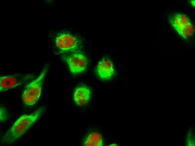 TEF-4 rabbit pAb - image 1