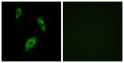 GPR174 rabbit pAb - image 1