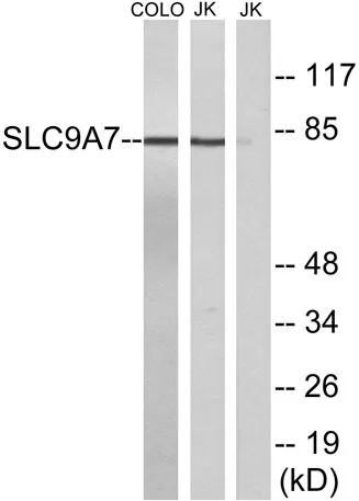 NHE-7 rabbit pAb - image 1