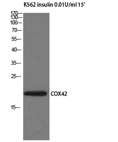 COX4I2 rabbit pAb - image 1