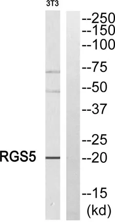 RGS5 rabbit pAb