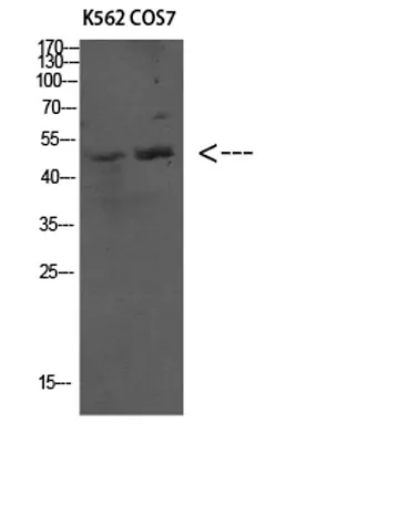Atg4C rabbit pAb - image 1