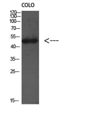 Atg4D rabbit pAb - image 1