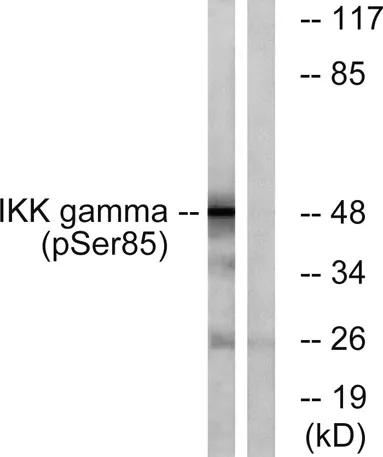 IKKγ (phospho Ser85) rabbit pAb - image 1