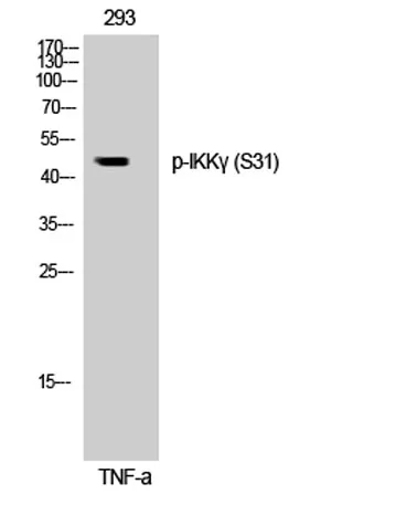 IKKγ (phospho Ser31) rabbit pAb - image 1