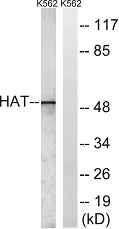 HAT1 rabbit pAb - image 1
