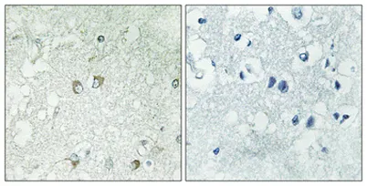 Golgin 45 rabbit pAb - image 1