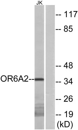 Olfactory receptor 6A2 rabbit pAb