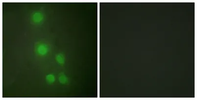 BAF53 rabbit pAb - image 1
