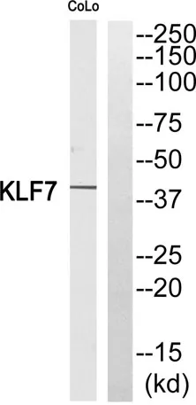 KLF7 rabbit pAb