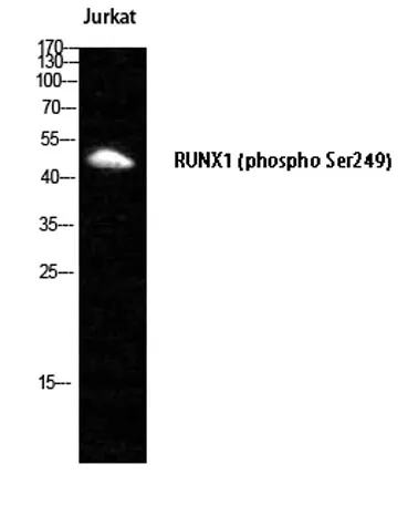RUNX1 (phospho Ser249) rabbit pAb - image 1