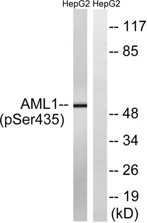 RUNX1 (phospho Ser435) rabbit pAb - image 1