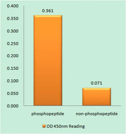 RUNX1 (phospho Ser276) rabbit pAb - image 1