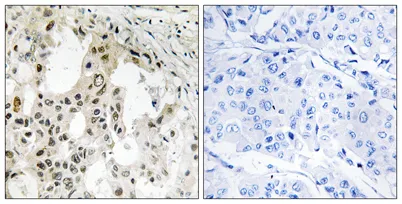 eIF3ζ rabbit pAb - image 1