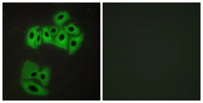 VAMP-4 rabbit pAb - image 1