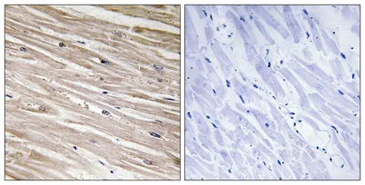 PEA-15 (phospho Ser104) rabbit pAb