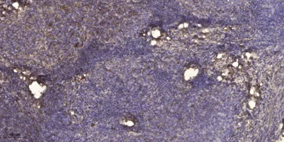 β-1,4-Gal-T2 rabbit pAb - image 1
