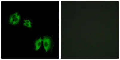β-1,3-Gal-T2 rabbit pAb - image 1