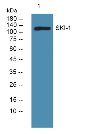 SKI-1 rabbit pAb - image 1