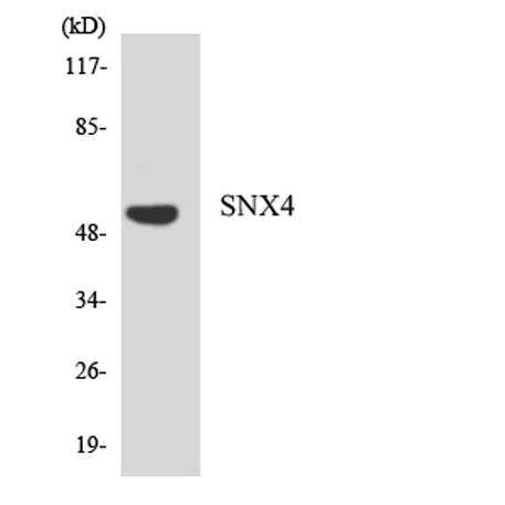 SNX4 rabbit pAb