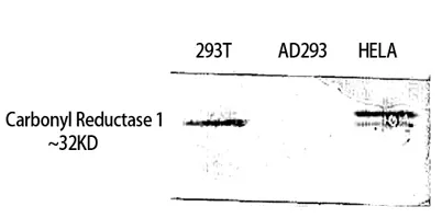 Carbonyl Reductase 1 rabbit pAb - image 1