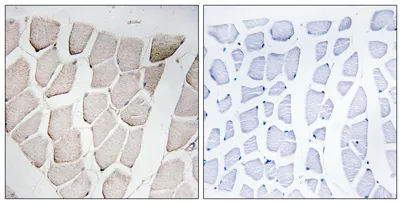 Myomesin-1 rabbit pAb - image 1
