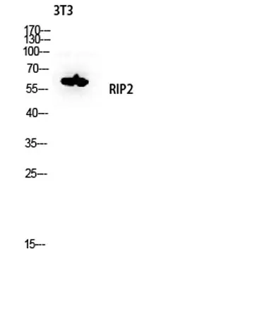 RIP2 rabbit pAb - image 1