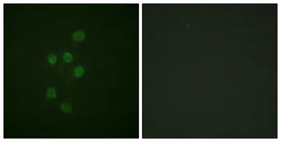 HDAC3 (phospho Ser424) rabbit pAb