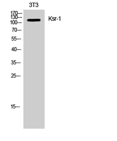 Ksr-1 rabbit pAb - image 1