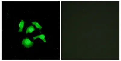 TSC-22 rabbit pAb - image 1