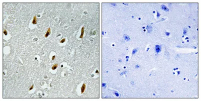 Cdc16 rabbit pAb