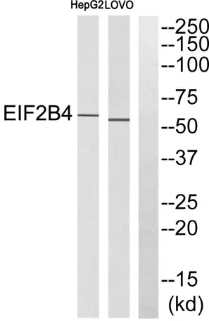 eIF2Bδ rabbit pAb