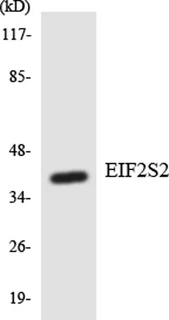 eIF2β rabbit pAb - image 1